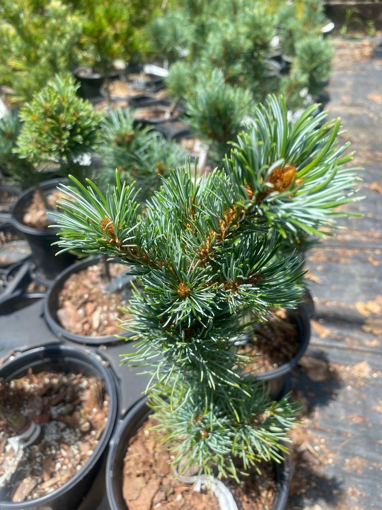 Pinus Parviflora Blue Wave - View 13 from www redcrocus com