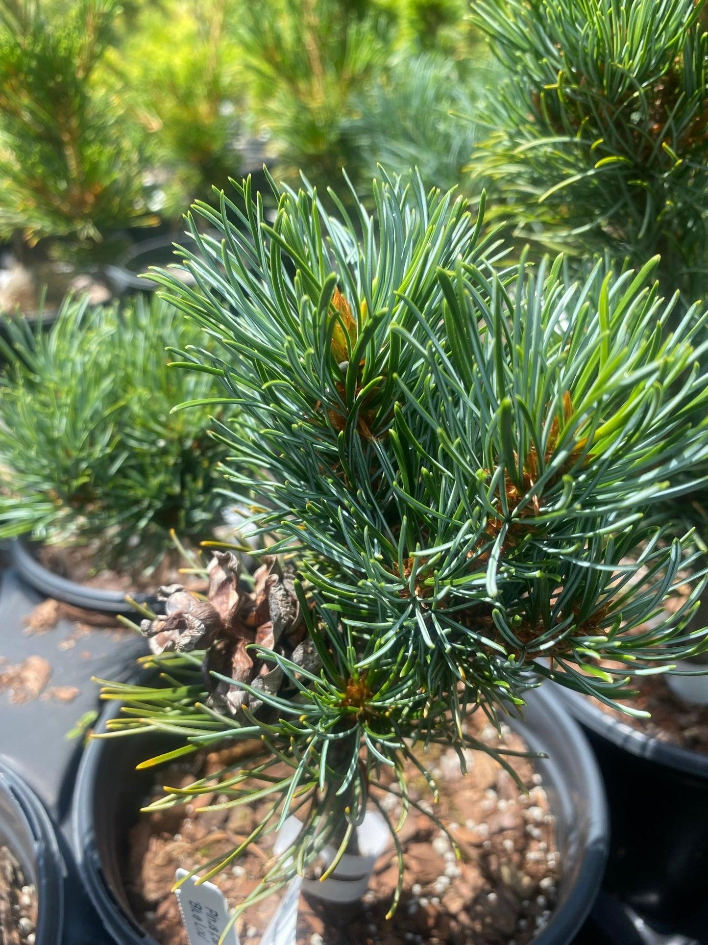 Pinus Parviflora Blue Wave - View 14 from www redcrocus com