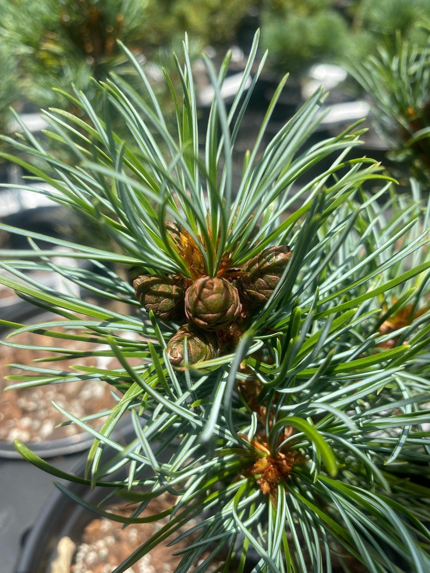 Pinus Parviflora Blue Wave - View 16 from www redcrocus com