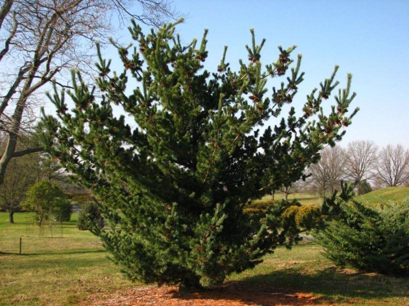 Pinus Parviflora Blue Wave - View 1 from www redcrocus com