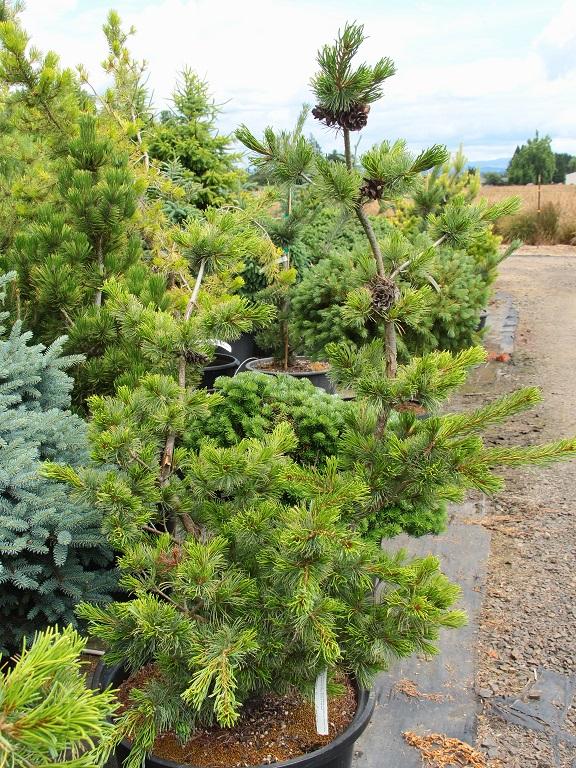 Pinus Parviflora Blue Wave - View 4 from www redcrocus com