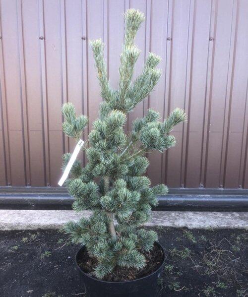 Pinus Parviflora Blue Wave - View 5 from www redcrocus com