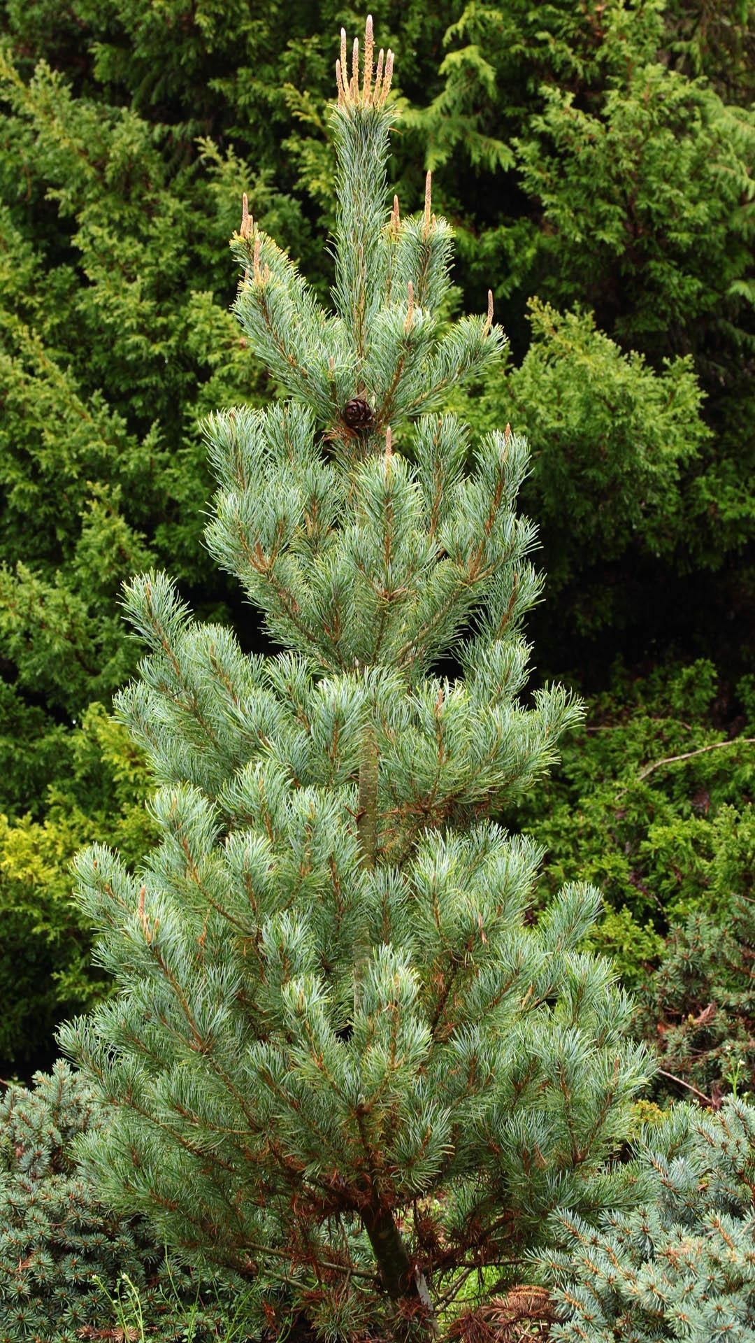 Pinus Parviflora Blue Wave - View 6 from www redcrocus com