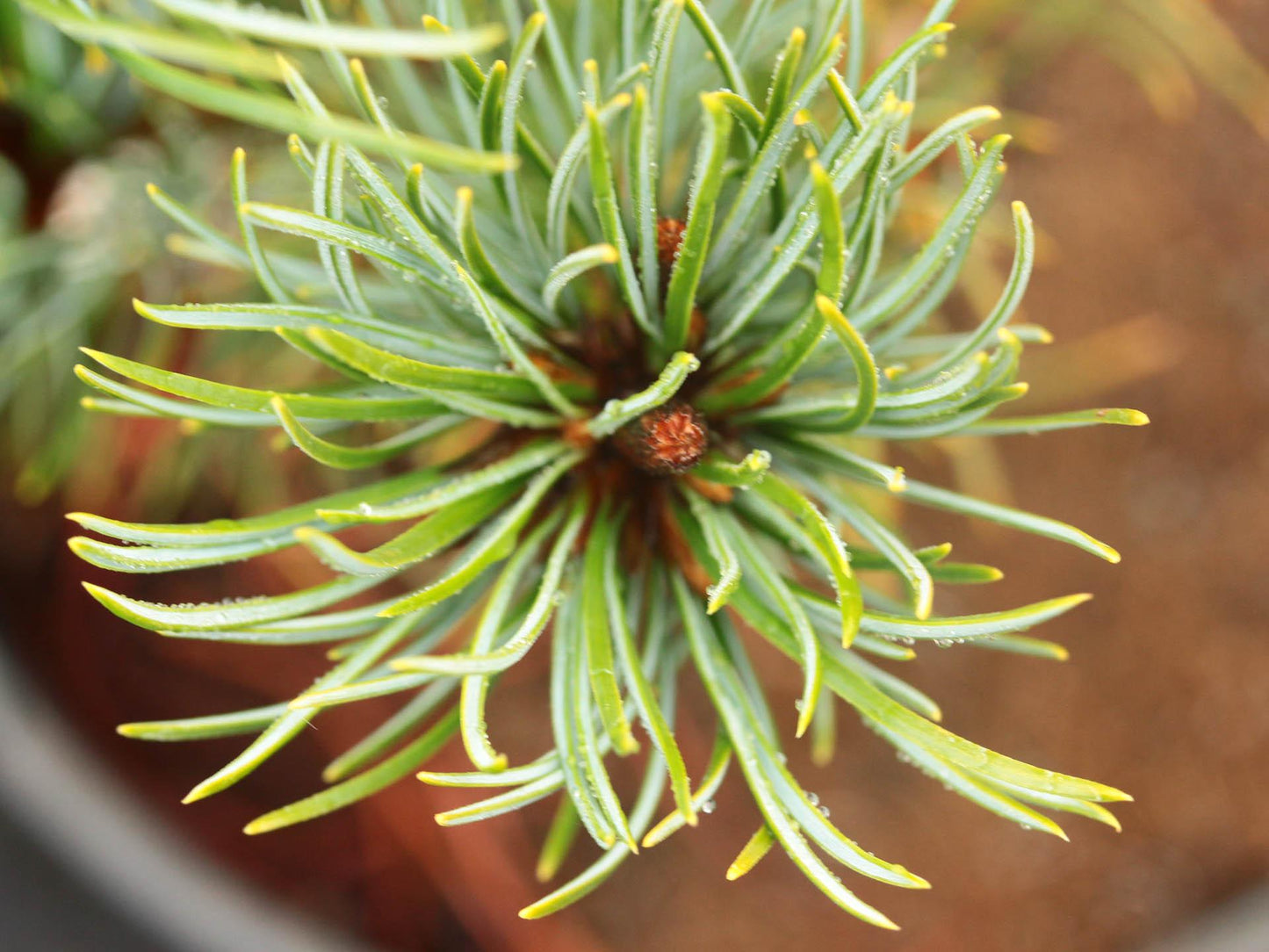 Pinus Parviflora Blue Wave - View 7 from www redcrocus com