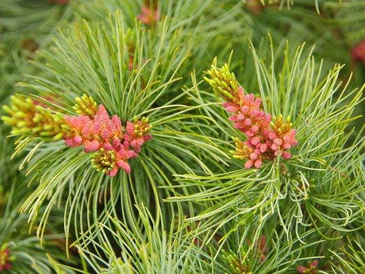 Pinus Parviflora Blue Wave - View 8 from www redcrocus com