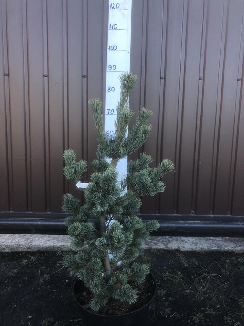 Pinus Parviflora Blue Wave - View 9 from www redcrocus com