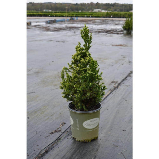 Cryptomeria Japonica 'black Dragon' - View 10 from www redcrocus com