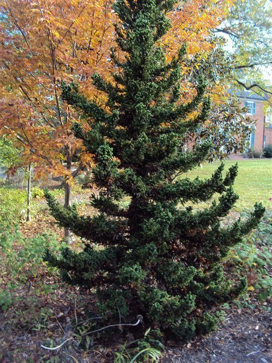 Cryptomeria Japonica 'black Dragon' - View 15 from www redcrocus com