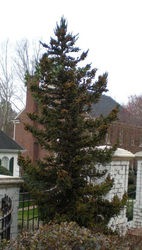 Cryptomeria Japonica 'black Dragon' - View 20 from www redcrocus com