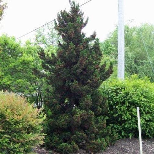 Cryptomeria Japonica 'black Dragon' - View 21 from www redcrocus com