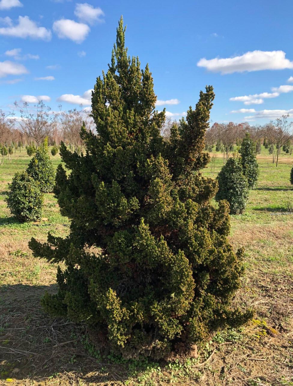 Cryptomeria Japonica 'black Dragon' - View 22 from www redcrocus com