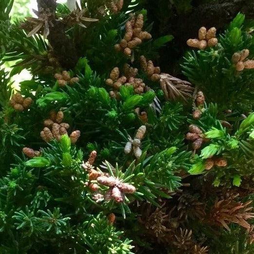 Cryptomeria Japonica 'black Dragon' - View 25 from www redcrocus com