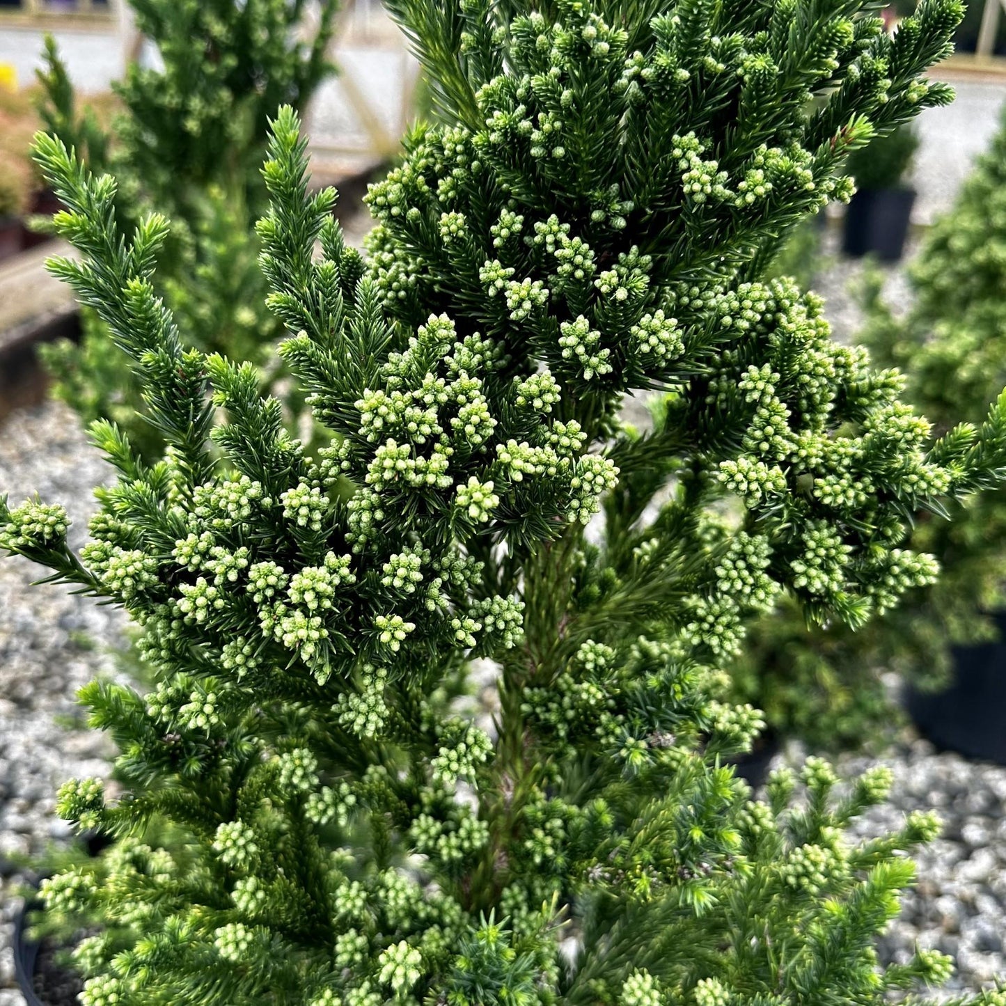 Cryptomeria Japonica 'black Dragon' - View 26 from www redcrocus com