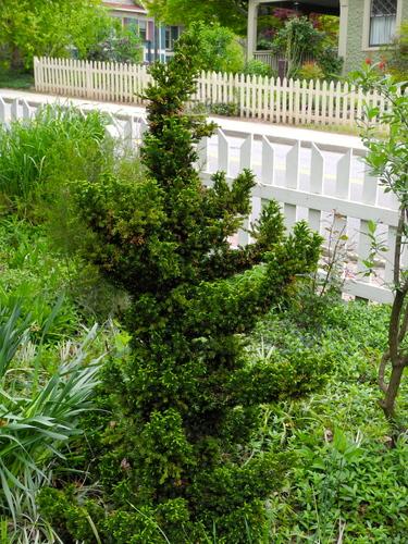 Cryptomeria Japonica 'black Dragon' - View 28 from www redcrocus com