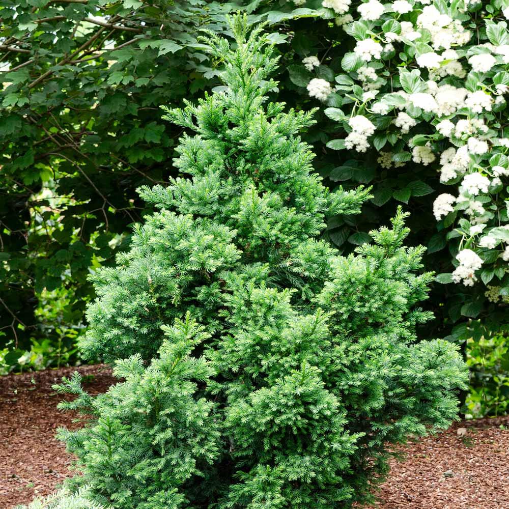 Cryptomeria Japonica 'black Dragon' - View 29 from www redcrocus com