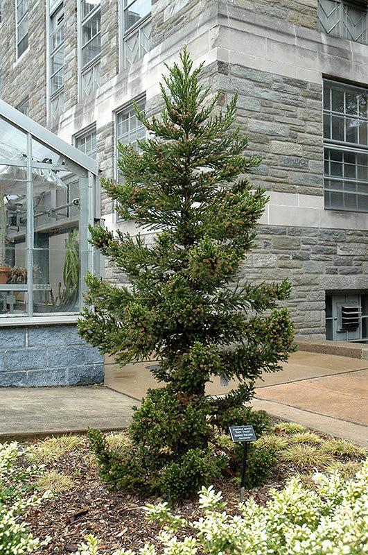 Cryptomeria Japonica 'black Dragon' - View 30 from www redcrocus com