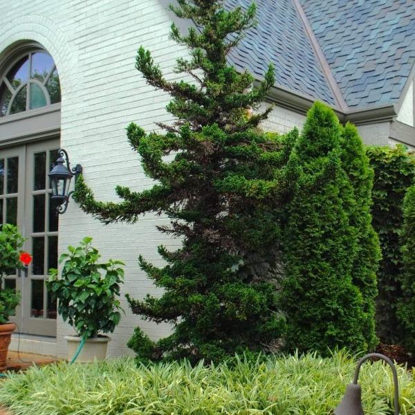 Cryptomeria Japonica 'black Dragon' - View 31 from www redcrocus com