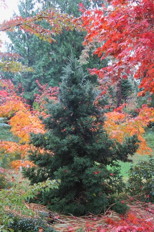 Cryptomeria Japonica 'black Dragon' - View 32 from www redcrocus com