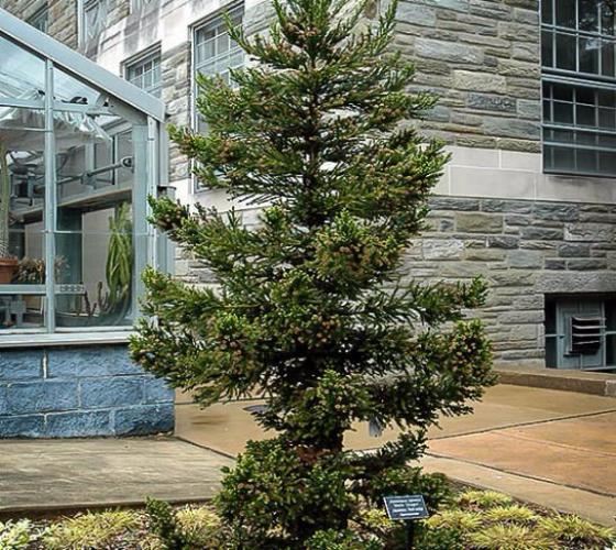 Cryptomeria Japonica 'black Dragon' - View 33 from www redcrocus com
