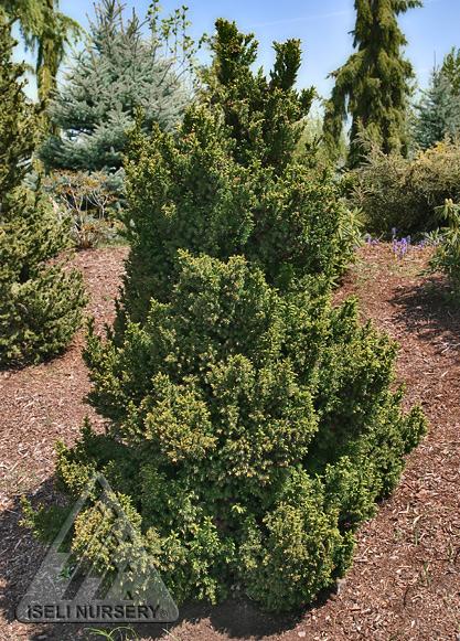 Cryptomeria Japonica 'black Dragon' - View 35 from www redcrocus com