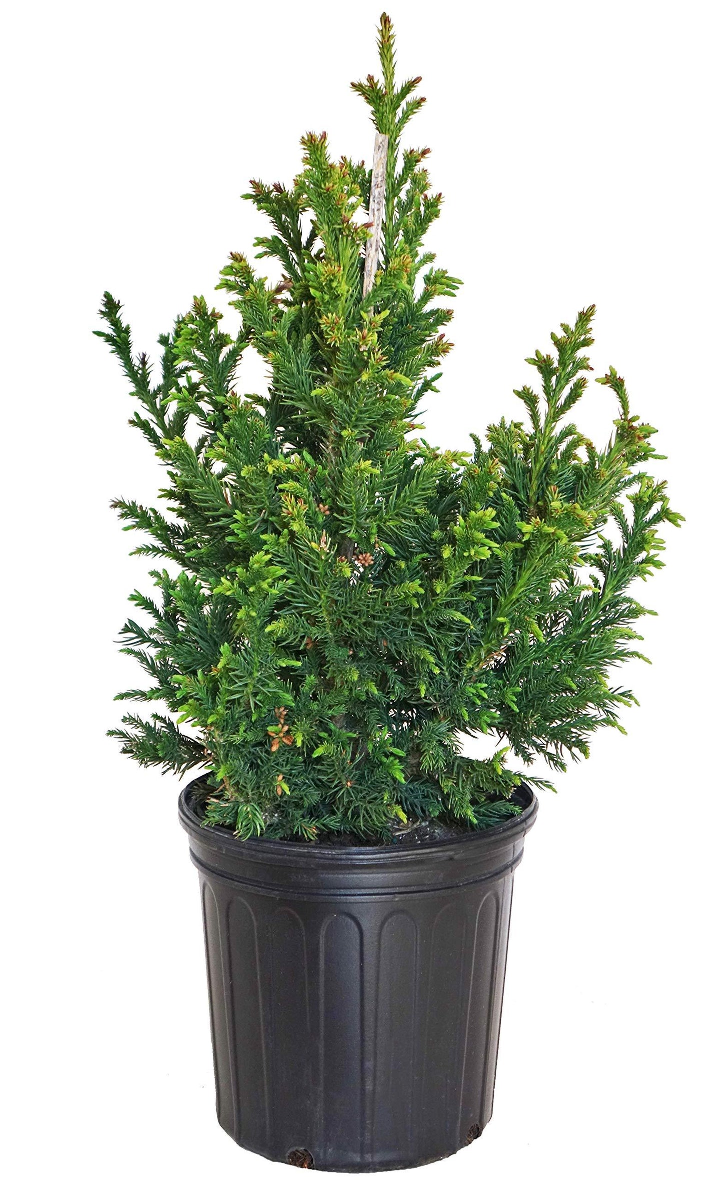 Cryptomeria Japonica 'black Dragon' - View 36 from www redcrocus com