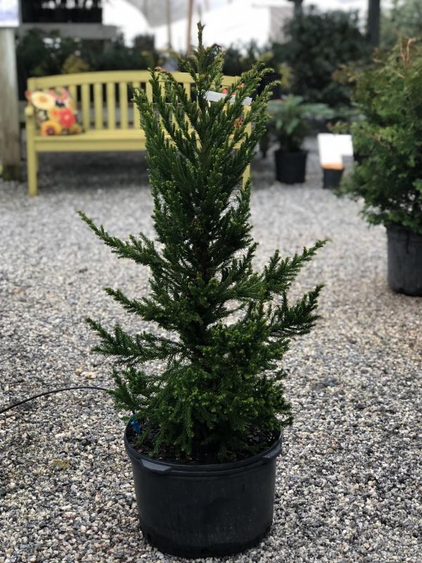 Cryptomeria Japonica 'black Dragon' - View 37 from www redcrocus com