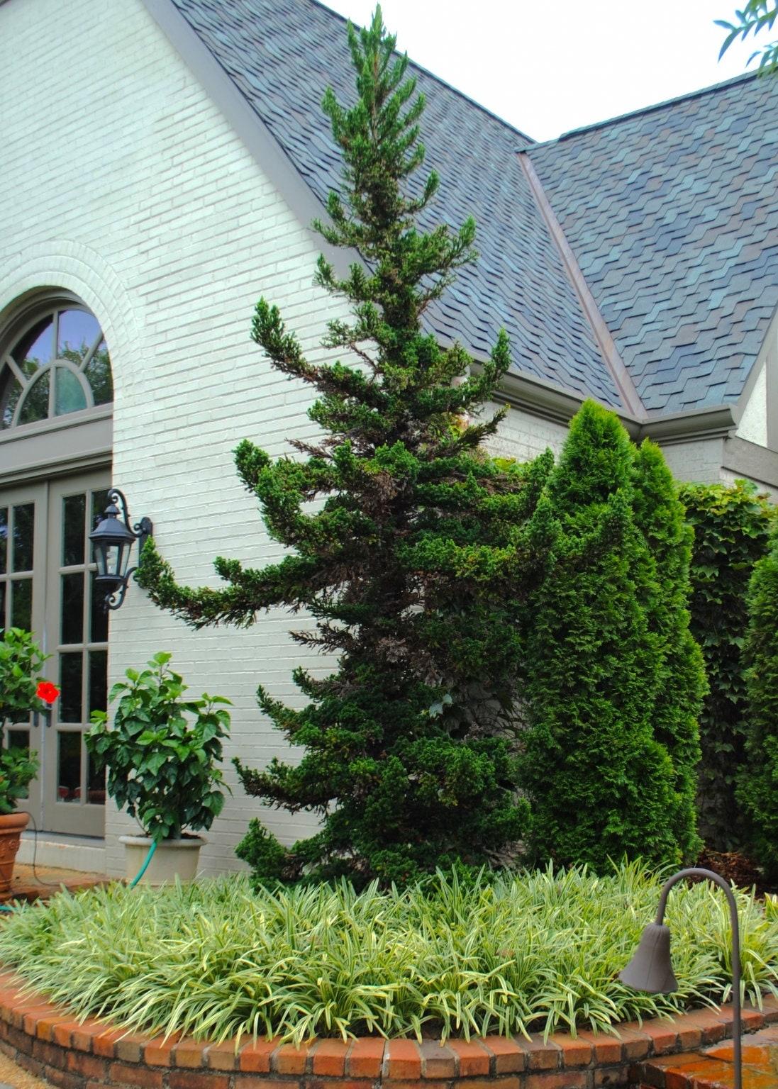 Cryptomeria Japonica 'black Dragon' - View 38 from www redcrocus com