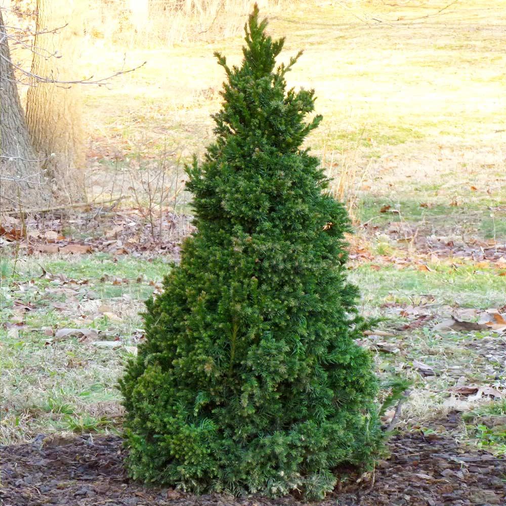 Cryptomeria Japonica 'black Dragon' - View 39 from www redcrocus com