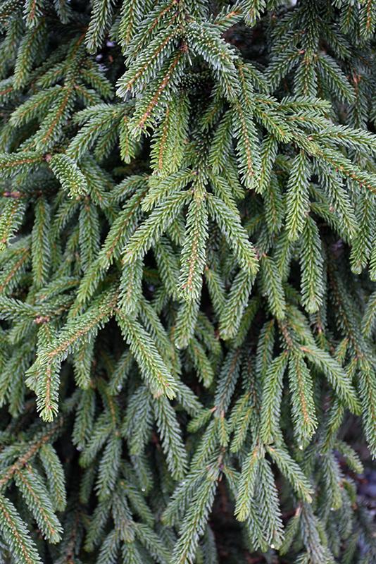 Picea Orientalis 'atrovirens' - View 10 from www redcrocus com
