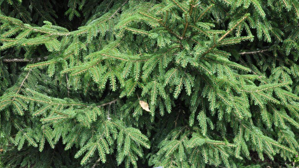 Picea Orientalis 'atrovirens' - View 12 from www redcrocus com