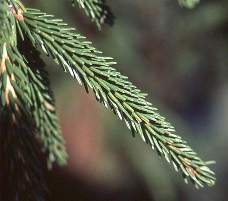 Picea Orientalis 'atrovirens' - View 14 from www redcrocus com