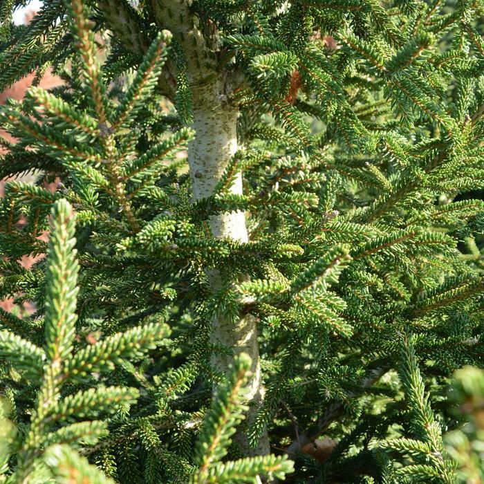 Picea Orientalis 'atrovirens' - View 16 from www redcrocus com