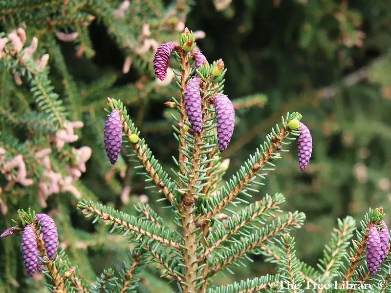 Picea Orientalis 'atrovirens' - View 18 from www redcrocus com