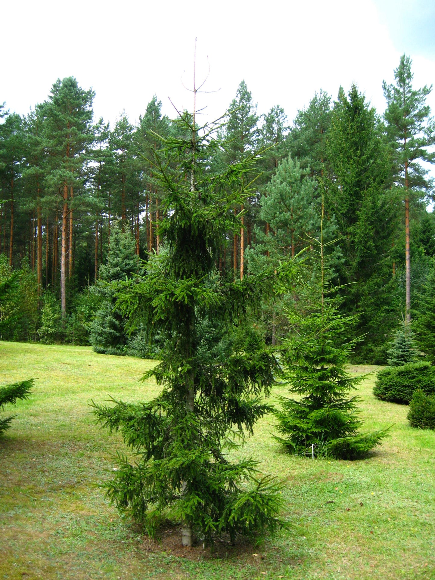 Picea Orientalis 'atrovirens' - View 22 from www redcrocus com