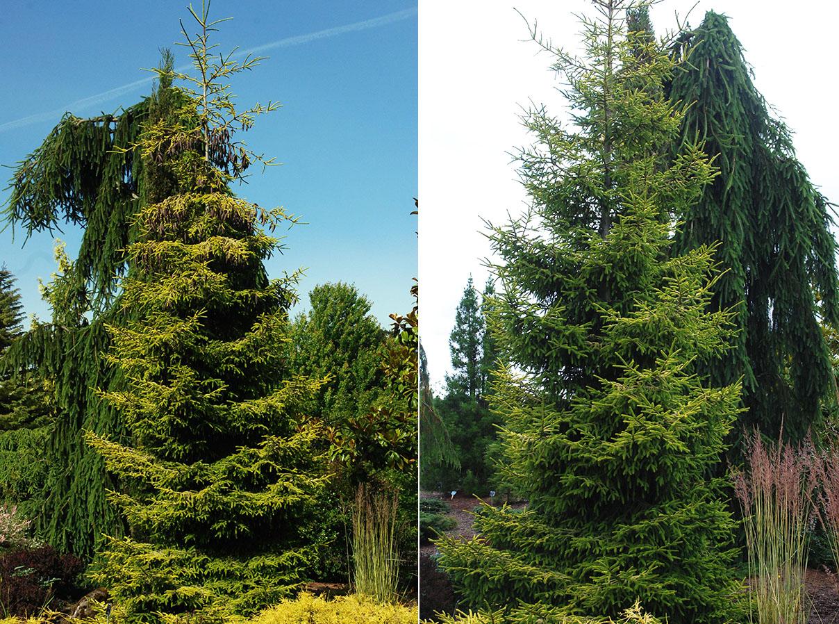 Picea Orientalis 'atrovirens' - View 23 from www redcrocus com