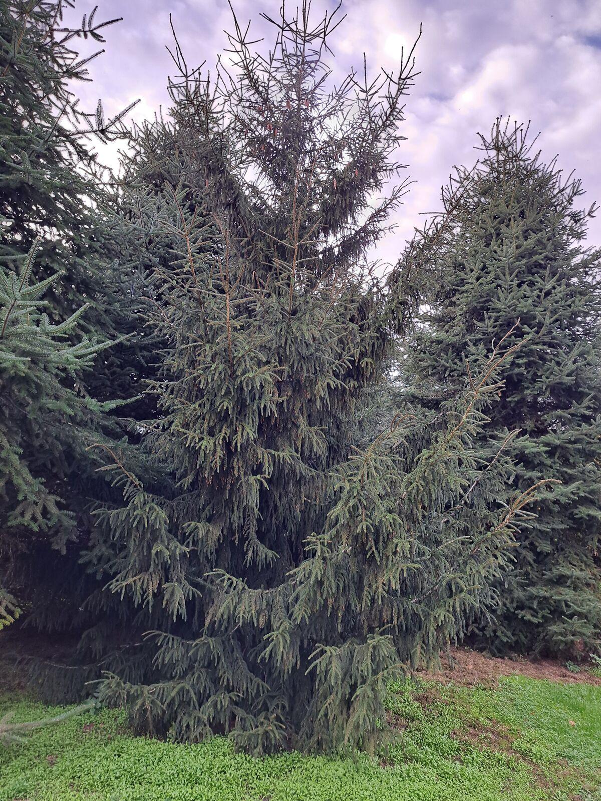 Picea Orientalis 'atrovirens' - View 24 from www redcrocus com