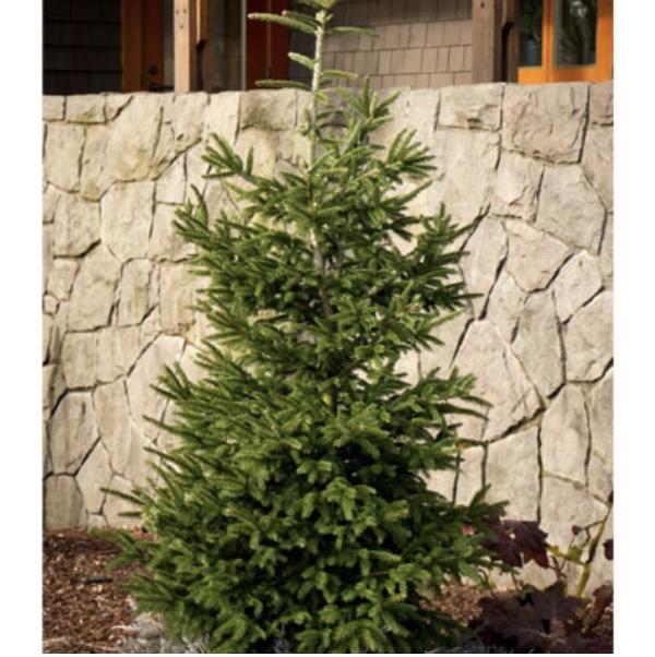 Picea Orientalis 'atrovirens' - View 28 from www redcrocus com
