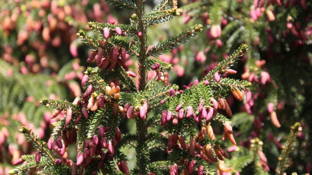 Picea Orientalis 'atrovirens' - View 29 from www redcrocus com