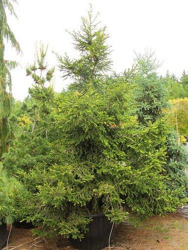 Picea Orientalis 'atrovirens' - View 2 from www redcrocus com