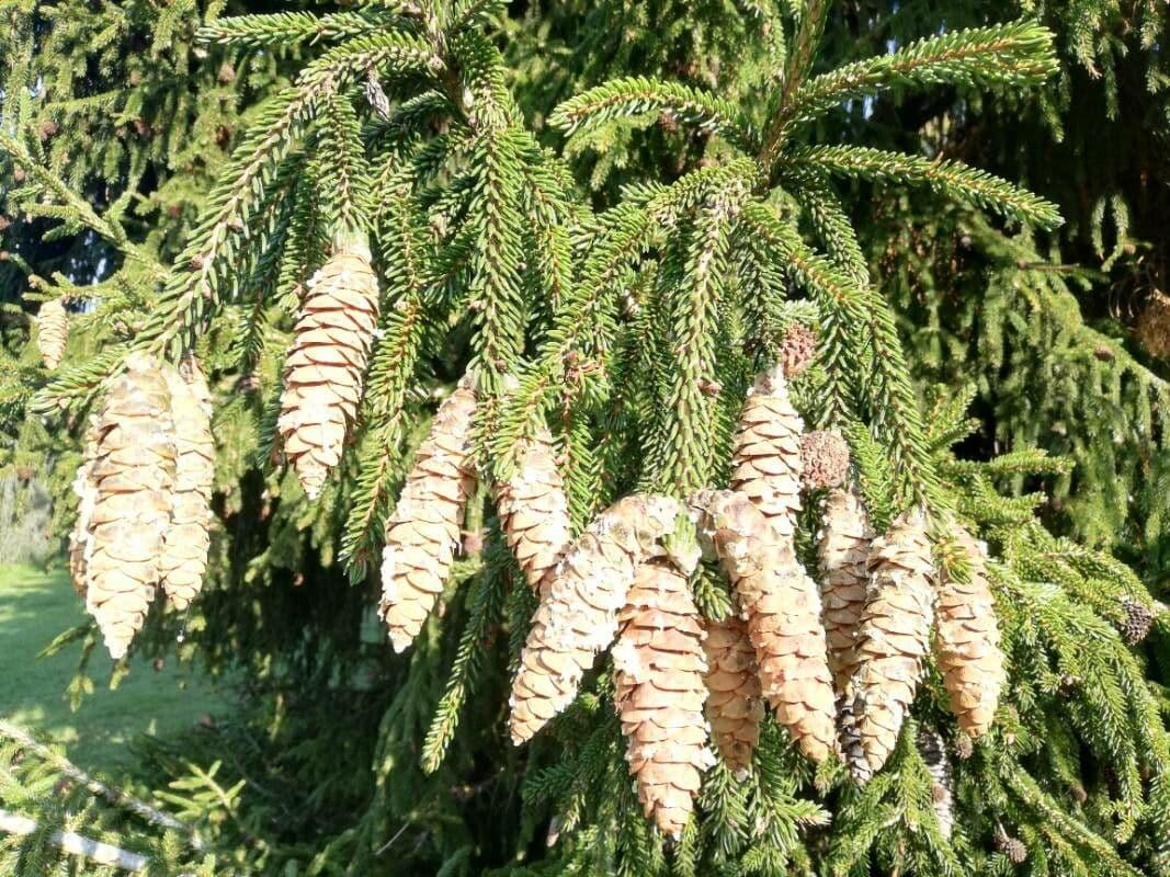 Picea Orientalis 'atrovirens' - View 30 from www redcrocus com