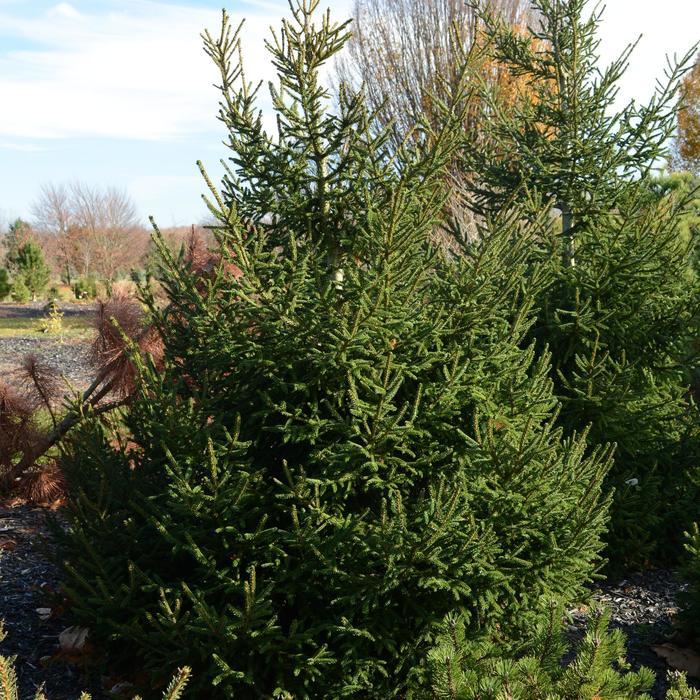 Picea Orientalis 'atrovirens' - View 4 from www redcrocus com