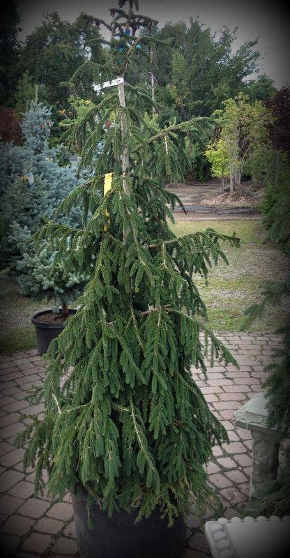 Picea Orientalis 'atrovirens' - View 7 from www redcrocus com