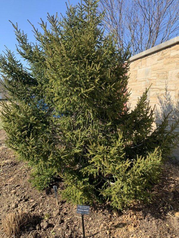 Picea Orientalis 'atrovirens' - View 8 from www redcrocus com