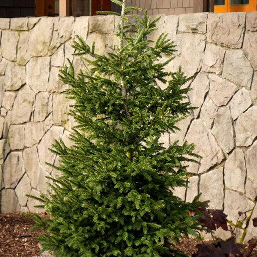 Picea Orientalis 'atrovirens' - View 9 from www redcrocus com