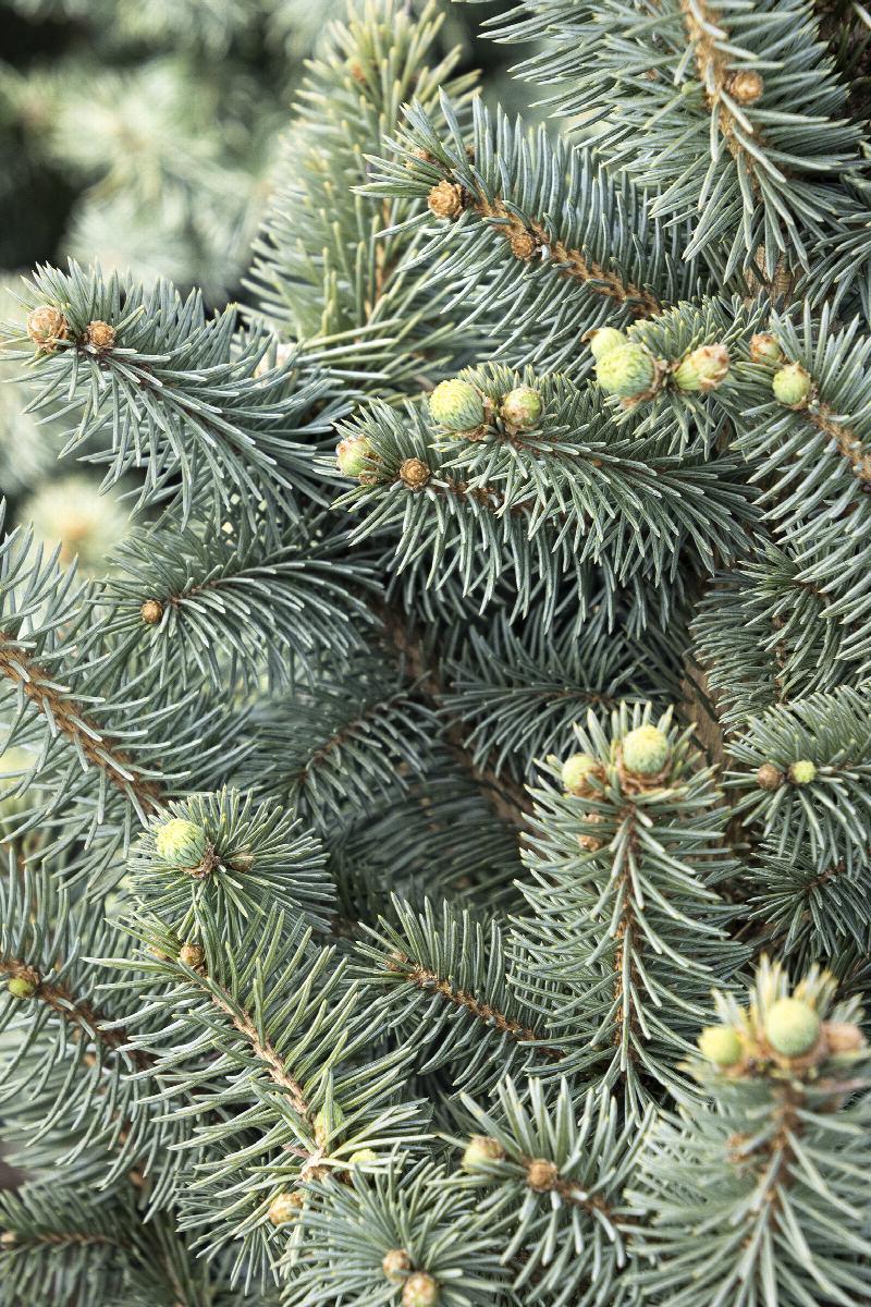 Picea Pungens 'jeangenie' - View 11 from www redcrocus com