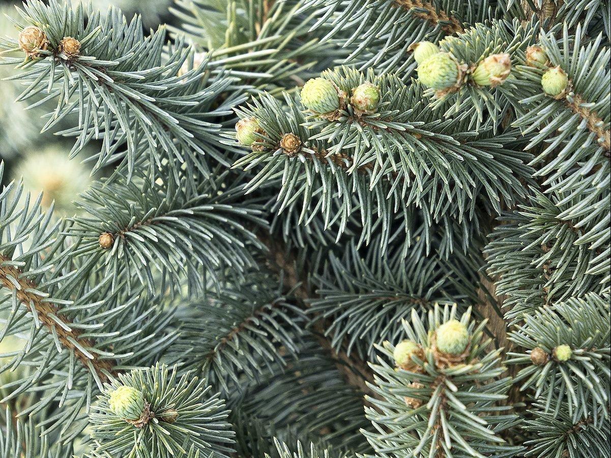 Picea Pungens 'jeangenie' - View 13 from www redcrocus com
