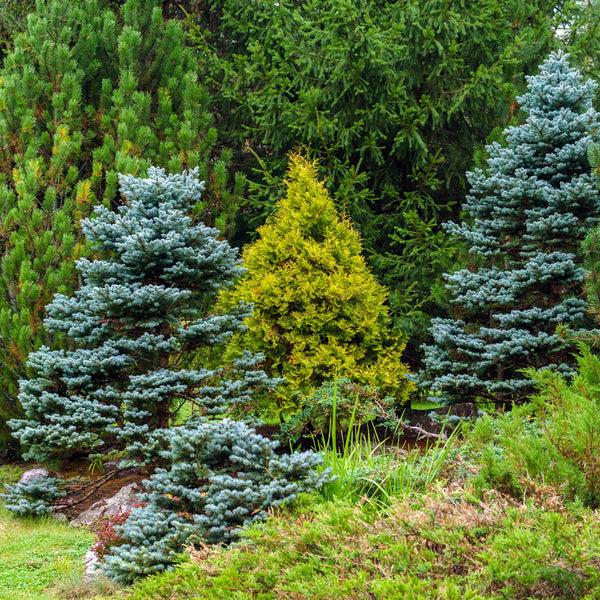Picea Pungens 'jeangenie' - View 18 from www redcrocus com