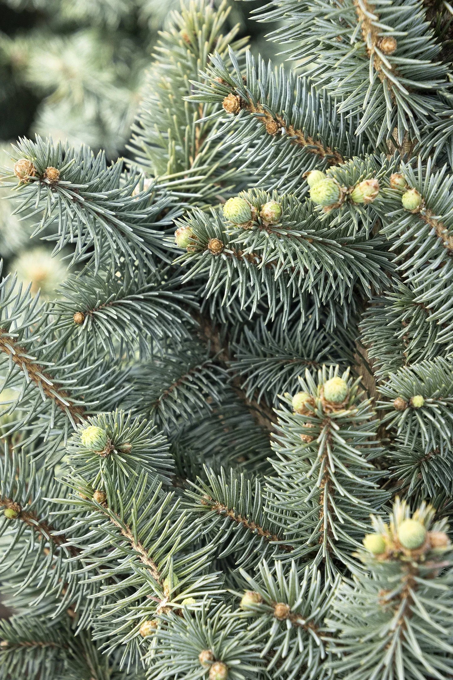 Picea Pungens 'jeangenie' - View 1 from www redcrocus com