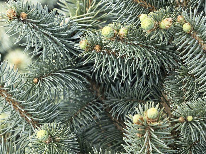 Picea Pungens 'jeangenie' - View 20 from www redcrocus com