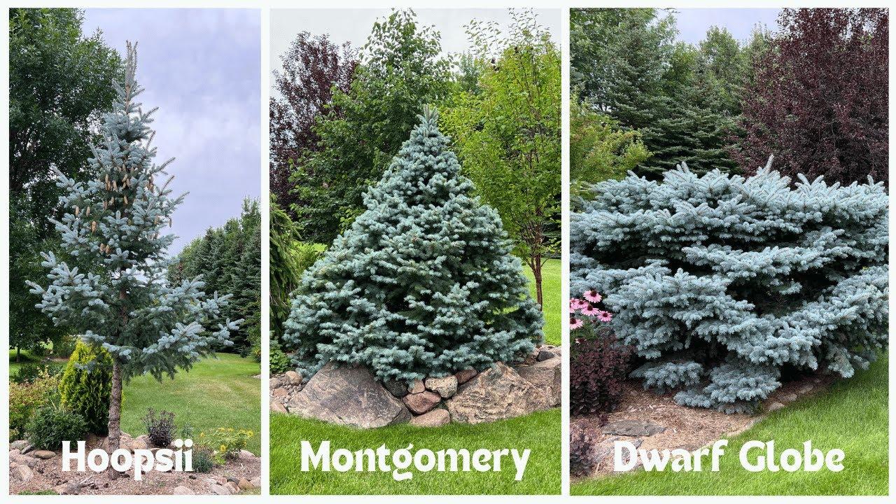 Picea Pungens 'jeangenie' - View 22 from www redcrocus com